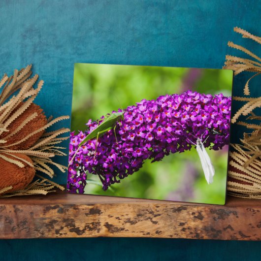 katydid energy fotoplaat (Zijkant)