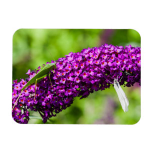 katydid energy magneet