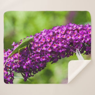 katydid energy sherpa deken