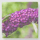 katydid energy stenen onderzetter (Voorkant)