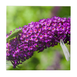 katydid energy tegeltje