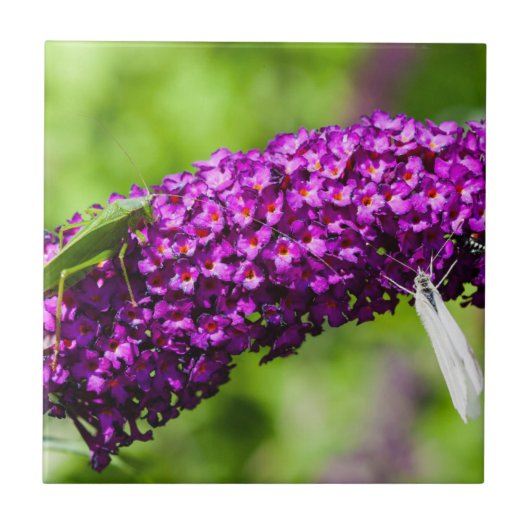 katydid energy tegeltje (Voorkant)