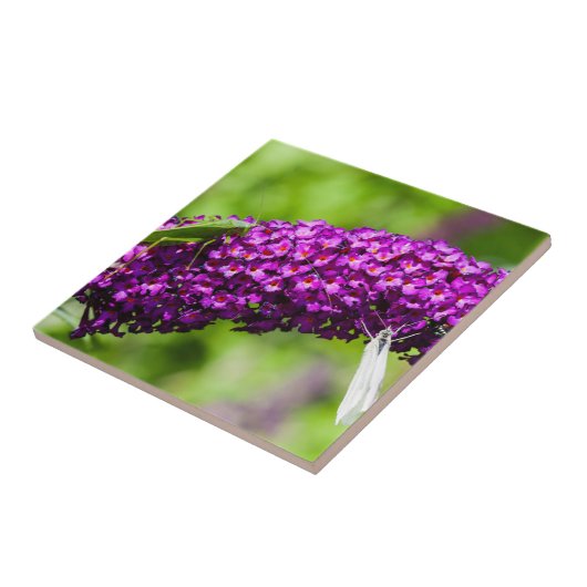 katydid energy tegeltje (Zijkant)