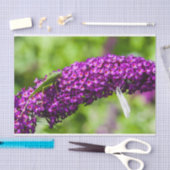 katydid energy tissuepapier (Craft)