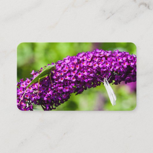 katydid energy visitekaartje (Voorkant)