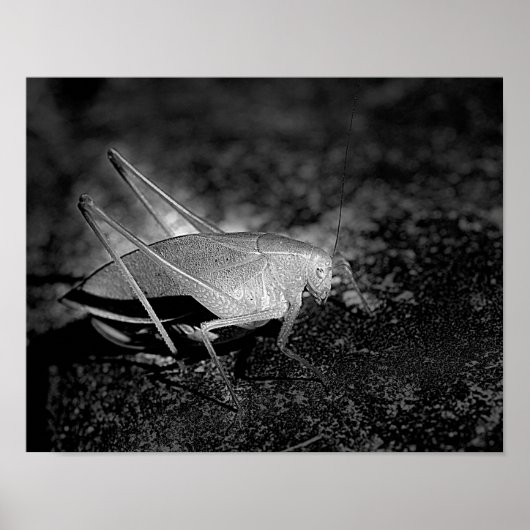 Katydid Grasshopper bij zwart-wit insect Poster (Voorkant)