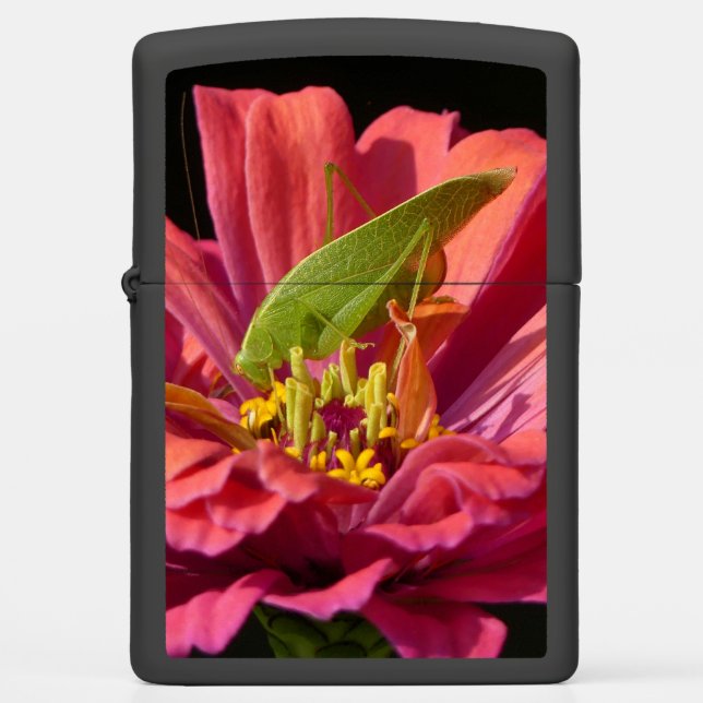 Katydid op Zinnia (Voorkant)