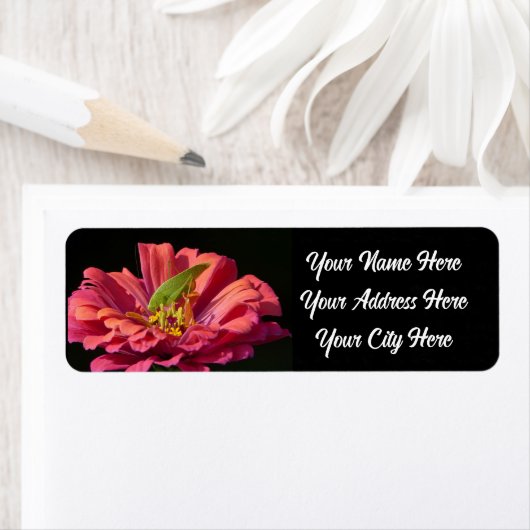 Katydid op Zinnia Etiket (Insitu)