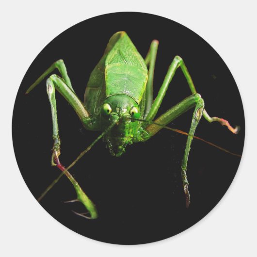 Katydid Ronde Sticker (Voorkant)