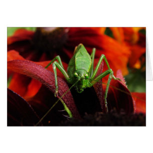 Katydid sur la carte blanche Rudbeckia