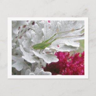 Katydid sur la carte postale Dusty Miller
