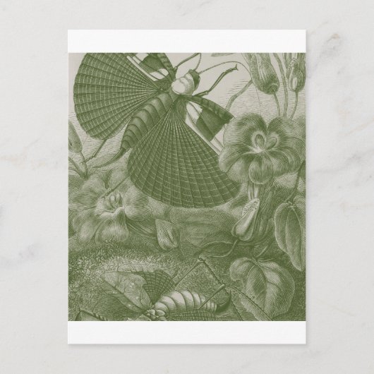 Katydids Briefkaart (Voorkant)