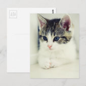katze briefkaart (Voorkant / Achterkant)