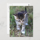 Katze Briefkaart (Voorkant / Achterkant)