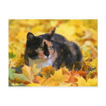 Katze Glückskatze tricolor schildpatt im Herbst