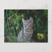 Katze - Haustiere Karte Briefkaart (Voorkant)