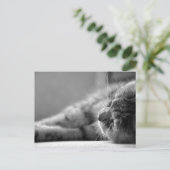 Katze SW Briefkaart (Staand voorkant)