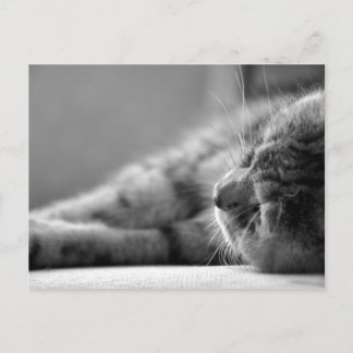 Katze SW Briefkaart