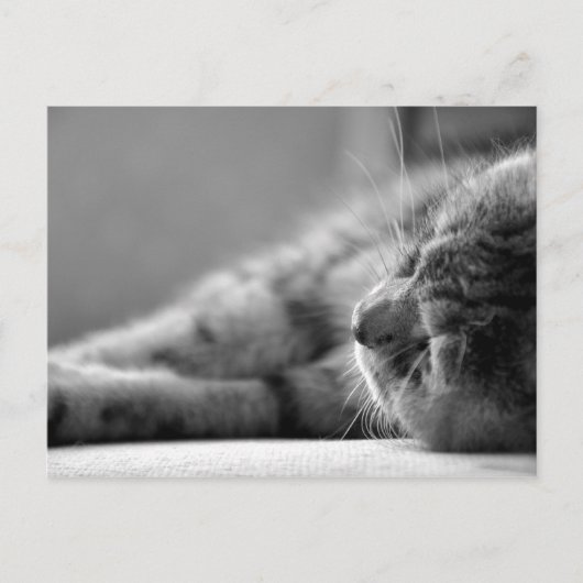 Katze SW Briefkaart (Voorkant)
