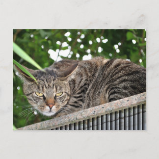 Katze wird böse briefkaart