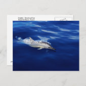 Kauai - Dolphin Breaking Free Briefkaart (Voorkant / Achterkant)