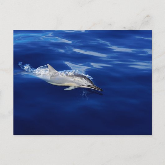 Kauai - Dolphin Breaking Free Briefkaart (Voorkant)