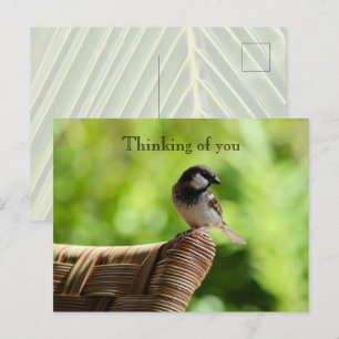 Kauai Hawaii Bird On Chair Denken aan jou Briefkaart
