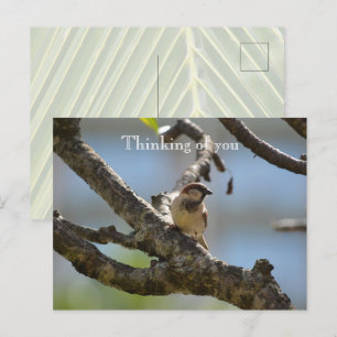 Kauai Hawaii Bird on Tree Branch Denken aan jou Briefkaart