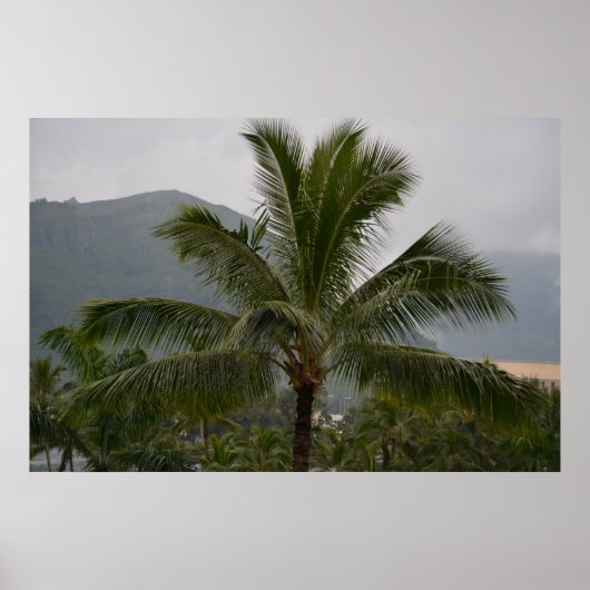 Kauai Hawaii Palm Tree Poster (Voorkant)