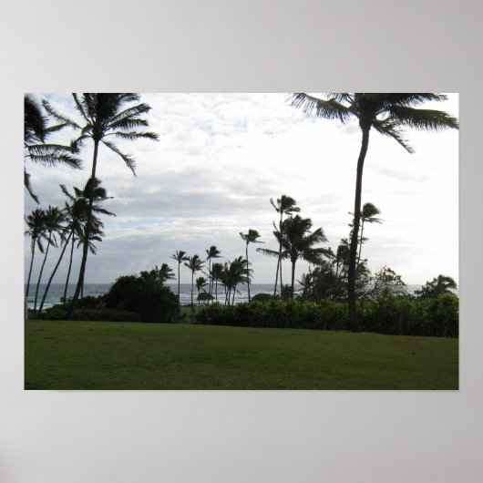 Kauai Palm Poster (Voorkant)