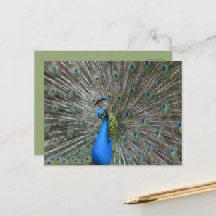 Kauai Pauw Briefkaart