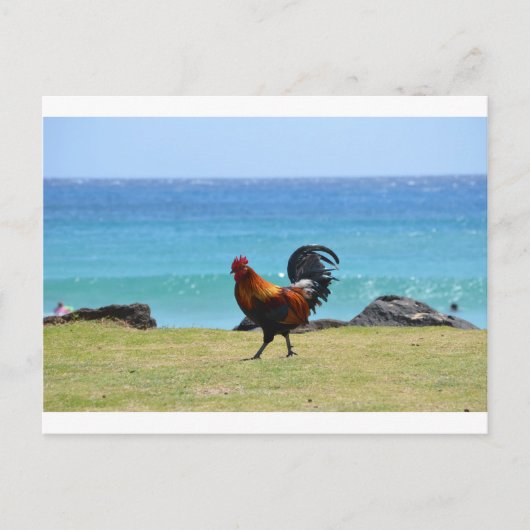 Kauai rooster briefkaart (Voorkant)