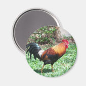 Kauai Rooster Magnet Magneet (Voorkant / Achterkant)