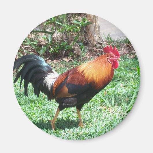 Kauai Rooster Magnet Magneet (Voorkant)