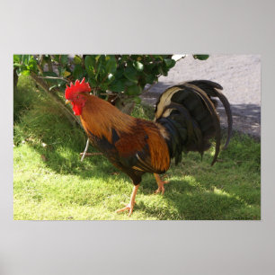 Kauai Rooster Poster