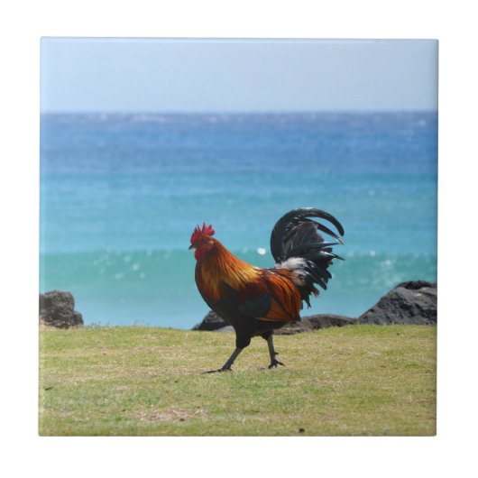 Kauai rooster tegeltje (Voorkant)