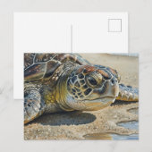 Kauai Sea Turtle Close up Briefkaart (Voorkant / Achterkant)