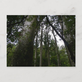 Kauri Forest Briefkaart