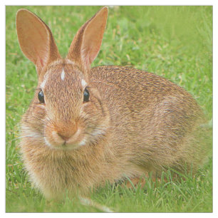 Kauwende Bunny Kauwde Groenen op de Golfvliegbaan Stof