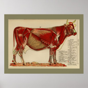 Kauwspieren Anatomiegrafiek 1917 Poster