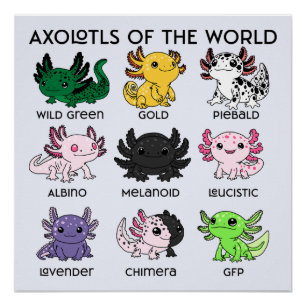 Kawaii Axolotls van de Wereld Perfect Poster