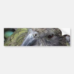 Kea Bumpersticker