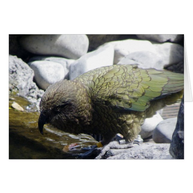 Kea : Le perroquet alpin (Devant horizontal)