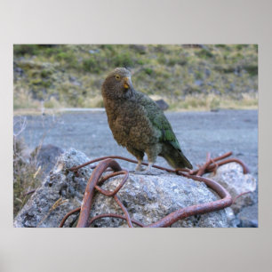 Kea Poster