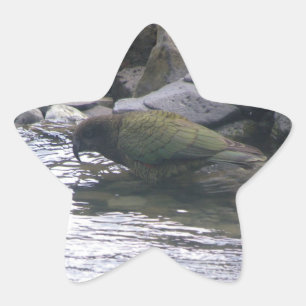 Kea Ster Sticker
