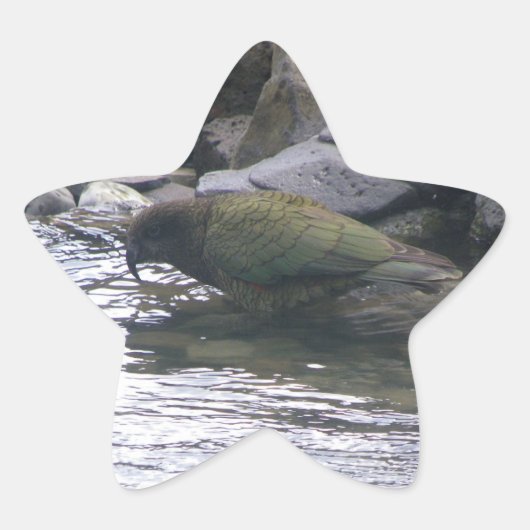 Kea Ster Sticker (Voorkant)
