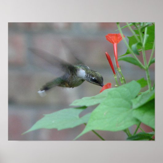 keelkeelkegel Poster (Voorkant)