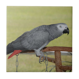 Keen Congo African Gray Parrot Tegeltje