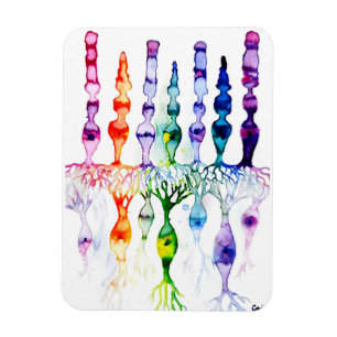 Keencellen en bipolaire neuronen van de retina magneet