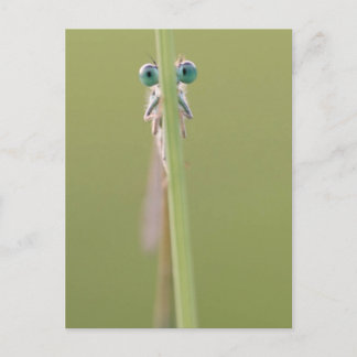 keepin’ een oog op u briefkaart